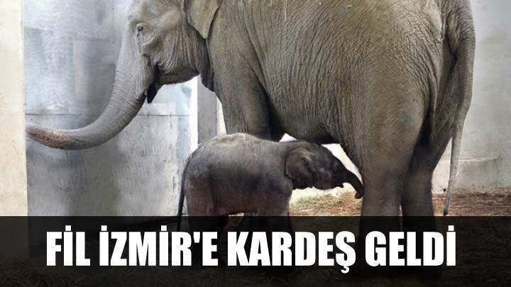 Fil zmire karde geldi