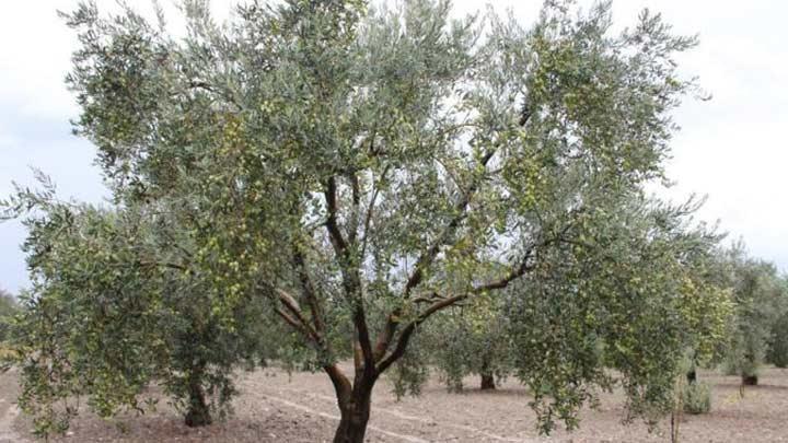 Zeytinya tketiminde hedef 10 kilogram 