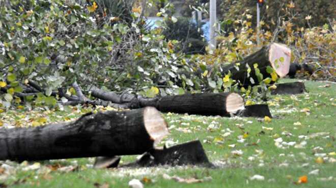 CHPli Yalova Belediyesi 180 aa kesti