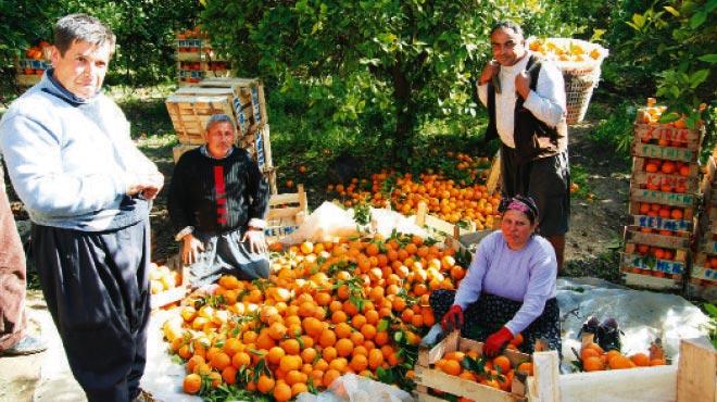 Narenciye reticilerine kooperatif mjdesi geldi