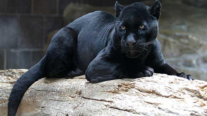 Kapkulede jaguar ve leopar krk ele geirildi