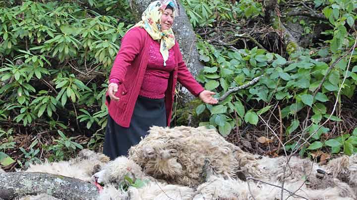 Sr psikolojisi 56 koyunu telef etti 