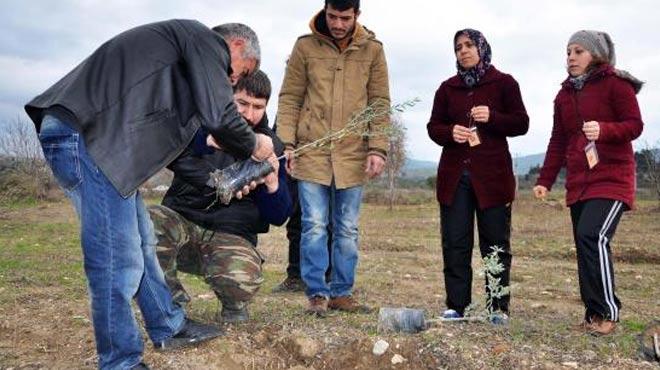 301 madenci iin 301 zeytin fidan dikildi