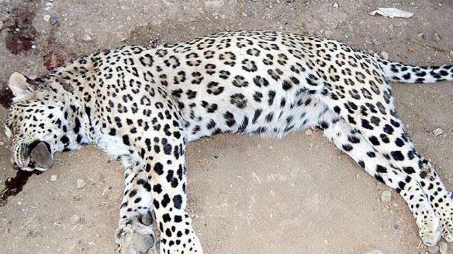 Leopar davasnda beraat