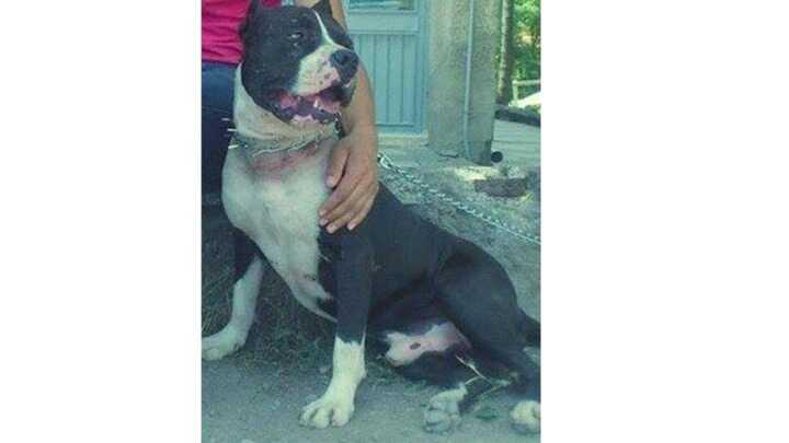 pitbull saldirdi polis vurdu