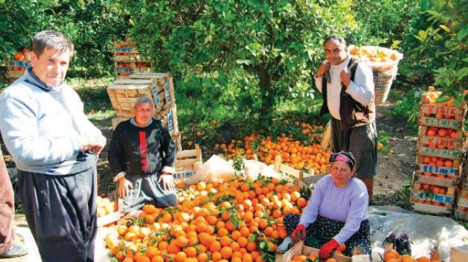 Trk narenciyesi Uzakdou pazarna hazr