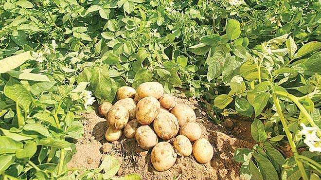 patates fiyatlari tavan yapti