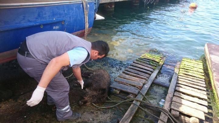 stanbul Boaznda bir domuz vakas daha