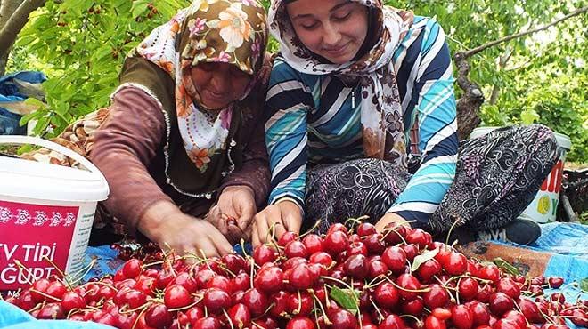 Hadim kiraz dalnda ihra ediliyor