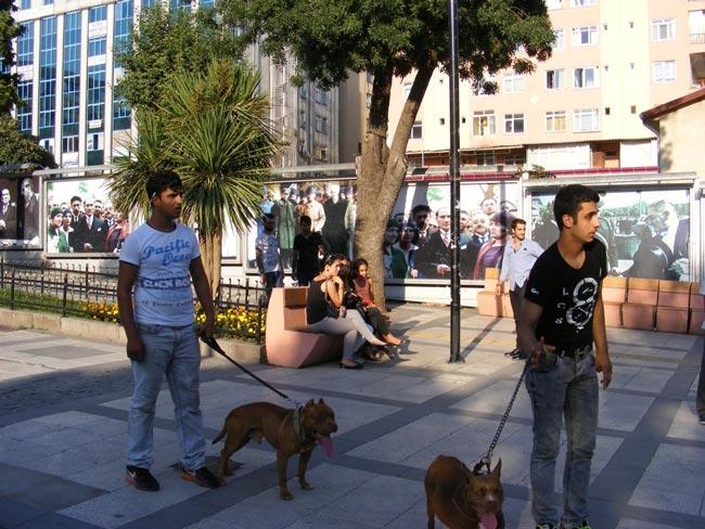 Sokak mzisyenlerine pitbull kpekleri ile saldr