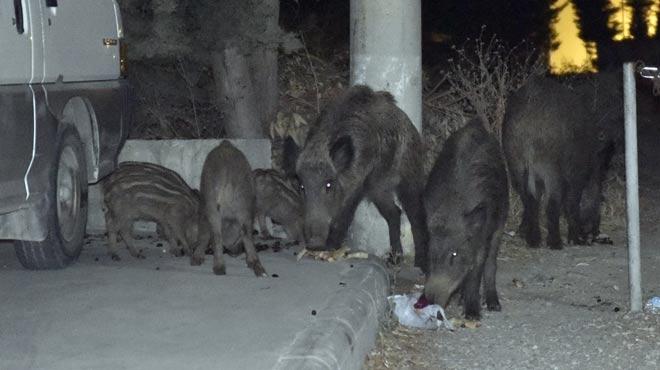 Yaban domuzlar ehir merkezine indi