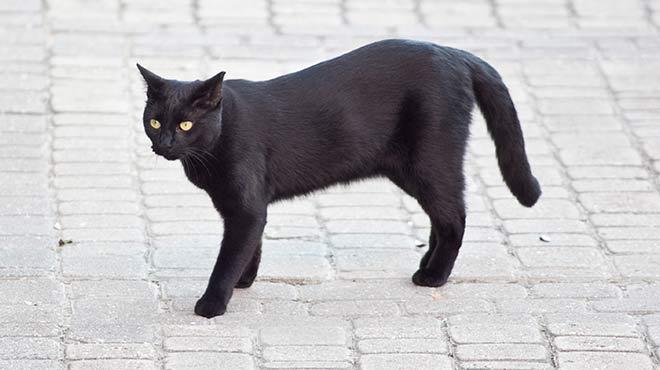"Kara kedi"nin suu ne"