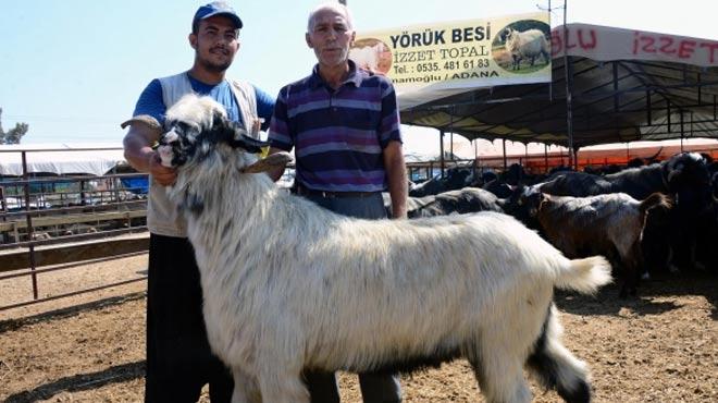 160 kiloluk teke bakn kaa gitti