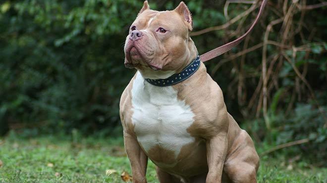 Pitbull saldrsna urad! 