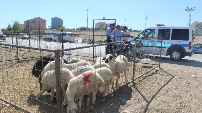 Kurban pazarnda kavga: 5 yaral