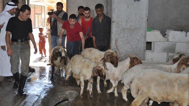 Suudi iadam 1400' Hatay'da 4 bin 200 kurban kestirdi