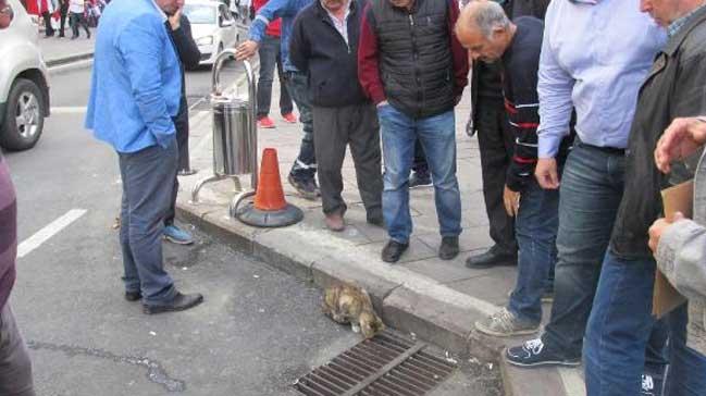 Kedi, yavrusunun kurtarlmasn bekledi