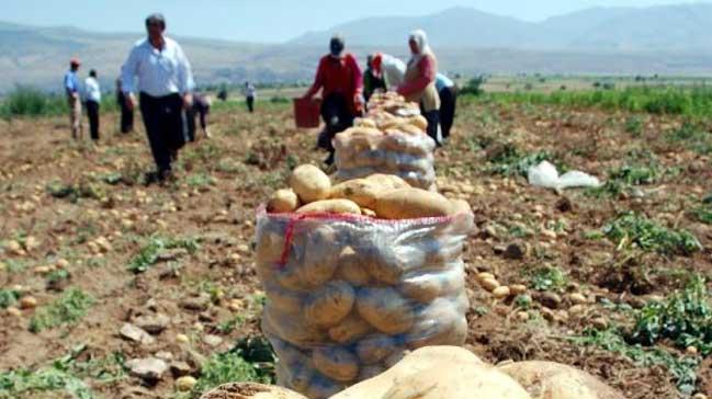 Patates fiyat dnce, retici stok yapmaya balad