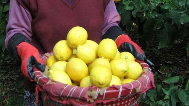 Limonun fiyat 10 dolara knca Ruslar yasaklayamad