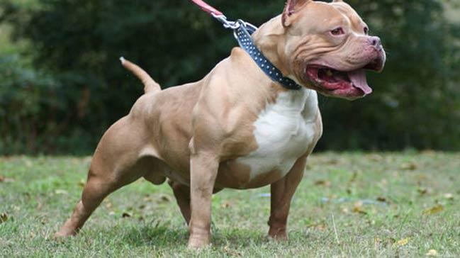 Saldrgan pitbull sahibine bir yl ceza