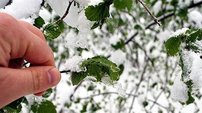 Meteoroloji'den 4 ile zirai don uyars