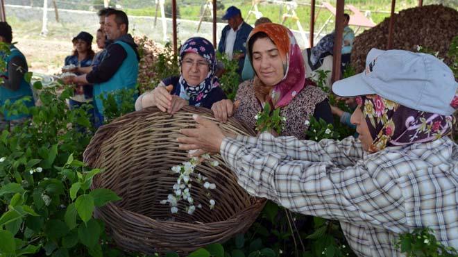 Burdur'da akayk retimi balatld