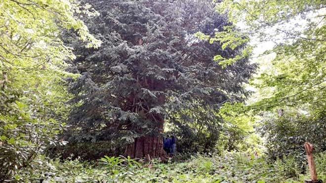 Zonguldak'ta bulunan aa dnyann en yallarndan