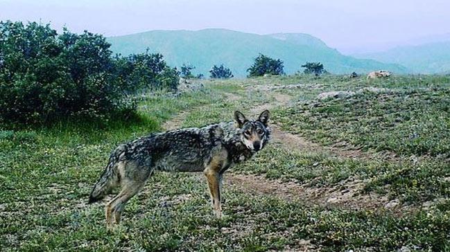 Giresun'da vaak grntlendi