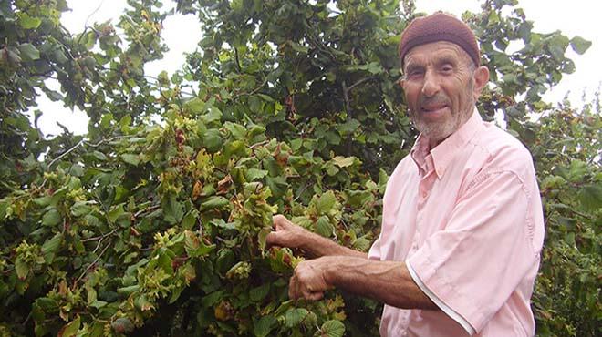 Giresun'dan ka ton fndk gelecek" te beklenen rekolte