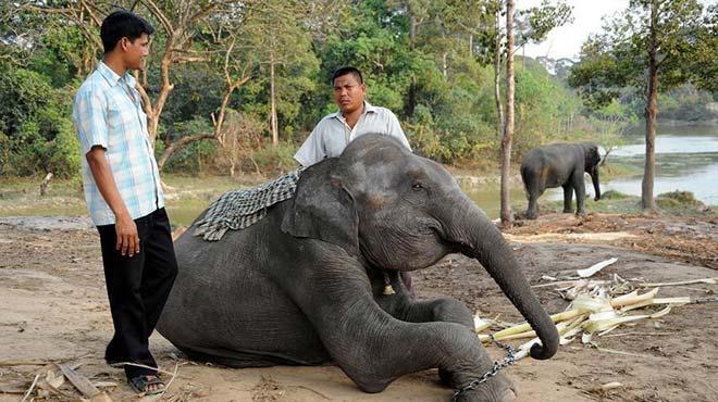 Banglade'te sel sularndan kurtarlan fil ld