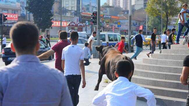 Bursa'da kurbanlk boa AVM'nin bahesinde yakaland