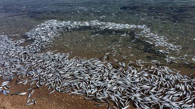 Bozcaada'da balklar karaya vurdu