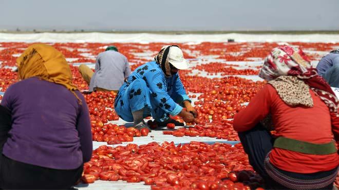 Kurutulan Trk domatesleri Avrupa mutfanda