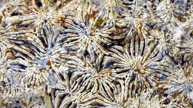 Antalya'da 15 milyon yllk deniz canls fosilleri bulundu