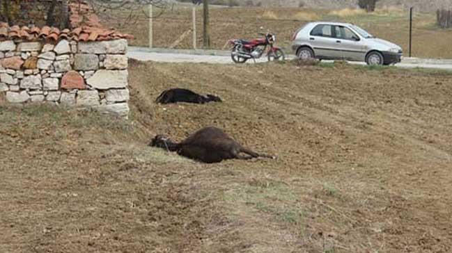 Ktahya'da vahet! Hepsi birden l bulundu