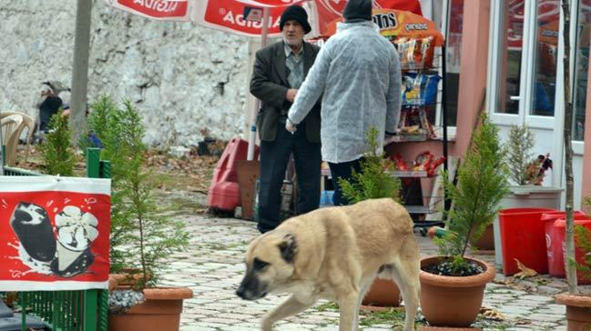 Soma'da kuduz panii