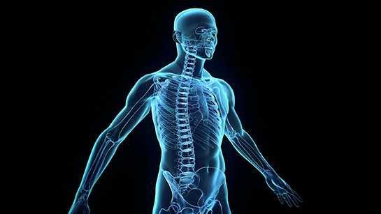 Mezenter ilevi ve anlam yeni organ mezenter nedir" 