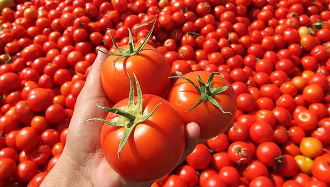 Termal seralarda domates hasad balad