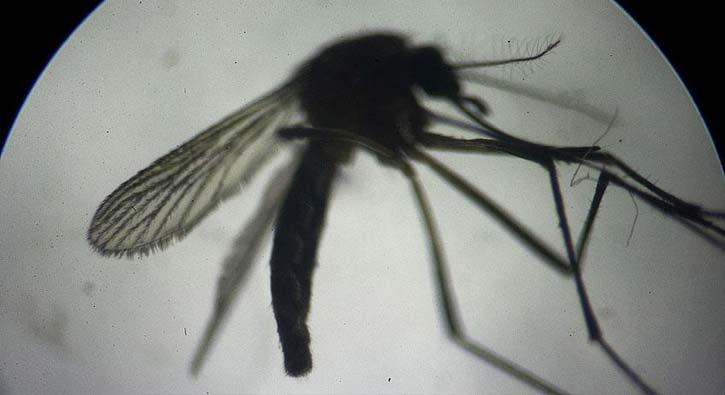 Sivrisinek as iin gnlller aranyor