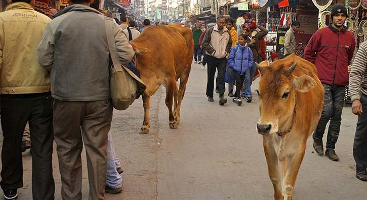 Hindistan'n Gujarat eyaletinde inek ldren mebbetle cezalandrlacak