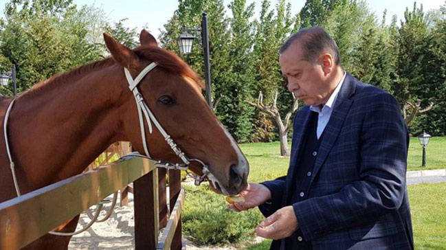 Cumhurbakan Erdoan, Cumhurbakanl iindeki manejde ata bindi