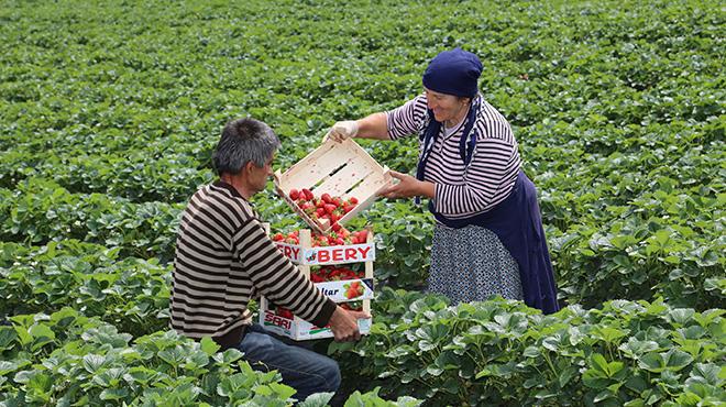 Karadeniz'de ilek hasadna baland