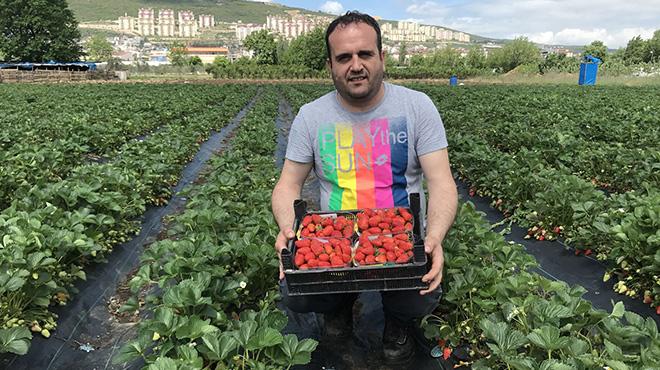 Bursa'da modern yntemlerle ilek retimi