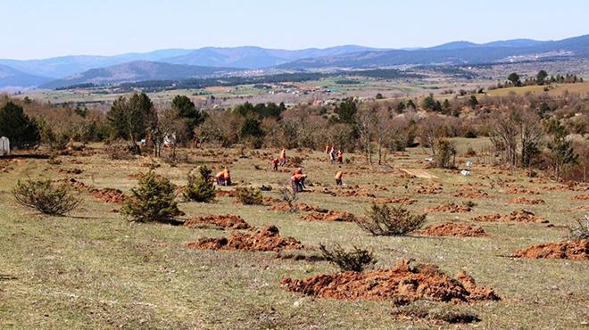 Kastamonu'da trf mantar orman iin almalar balatld