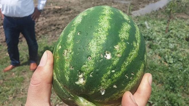 Adana'da patlcan, karpuzu dolu vurdu 