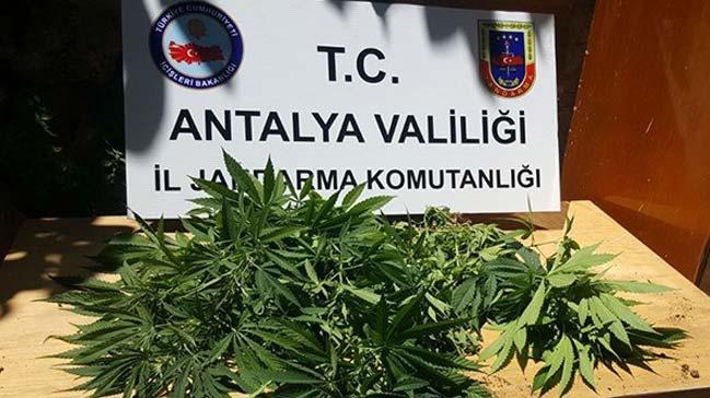 Antalya'da Jandarmadan Hint keneviri operasyonu: 1 gzalt