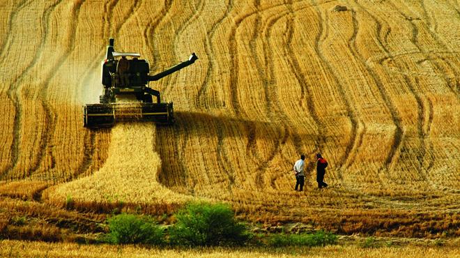 Rusya'dan buday ve ayiei ithalatnda kstlama kalkt