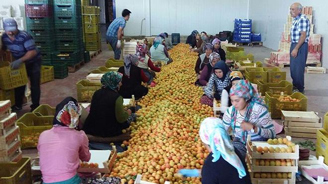 18 ton sinekli kays iddiasna ihracatlardan tepki