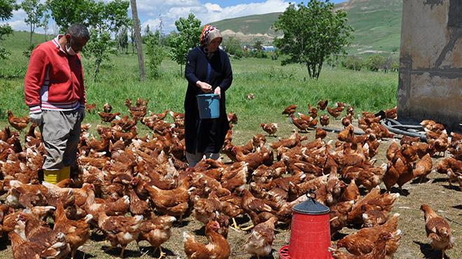 Moldoval gelin Mu'ta tavuk iftlii kurdu