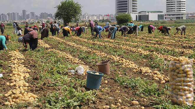 Evlerine ekmek gtrebilmek iin 15 saat alyorlar